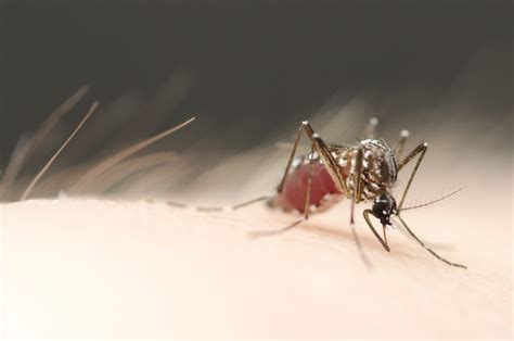 How Do Mosquitoes Decide Where To Lay Their Eggs Elife Science Digests Elife