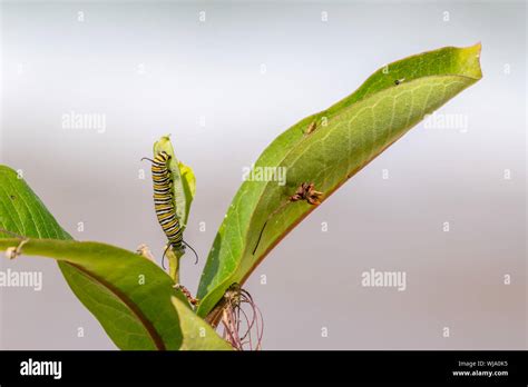 Monarch Butterfly Danaus Plexippus Larvae Caterpillar Eating Milkweed