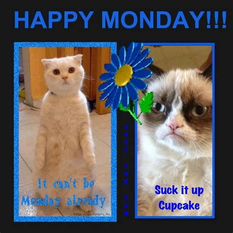 Monday Grumpy Cat Meme Cat Memes Grumpy Cat