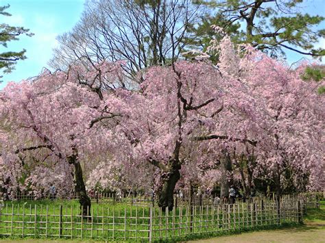 Pink Weeping Cherry Trees Photograph By Jane Loomis Fine Art America