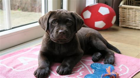 The training secrets that dog experts use daily. First puppy training 10 weeks old chocolate lab - YouTube