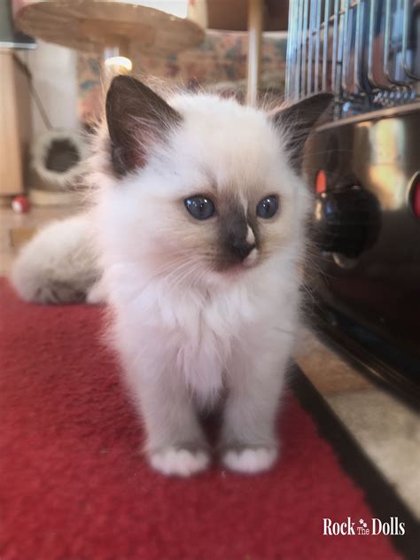 Chaton Ragdoll Seal Point Mitted Chatons Ragdoll Cute Kittens
