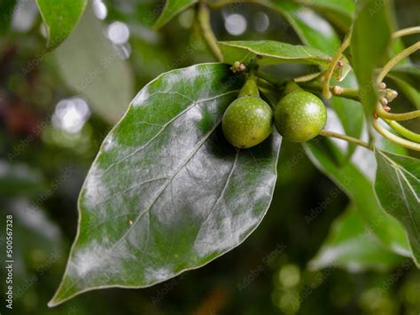 A Close Up Shot Of Camphor Laurel Leaves Cinnamomum Camphora Is A