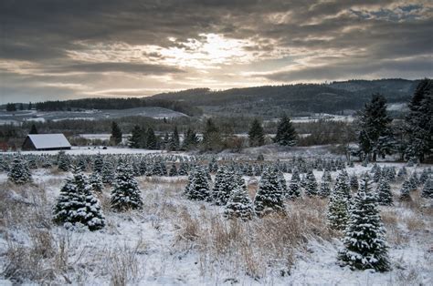 Sno Beautiful Christmas Tree Farm Rural Country Scene Flickr