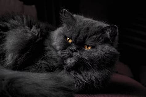 Whats So Special About The Black Persian Cat