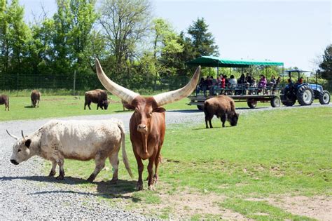 Four Nova Petting Zoos Perfect For A Summer Day Cation Zoo Animals