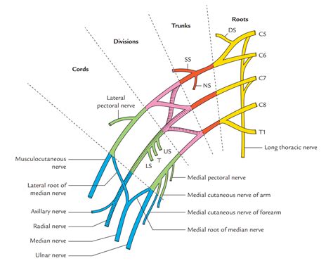 Ulnar Nerve Roots Brachial Plexus