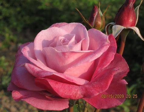 Barbara Streisand Rose Purple Rose Blue Hybrid Tea Rose