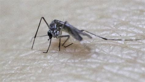 Tonga Declares Zika Outbreak Nz