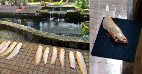 1 Year After 40 Of Her Fishes Killed Otters Kill Bukit Timah Resident