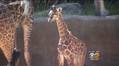 Baby Giraffe Born At La Zoo Youtube