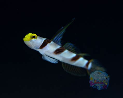 Hi Fin Banded Goby The Ocean Project