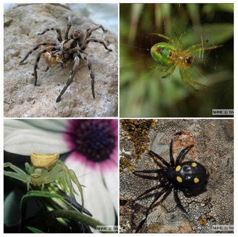 Spider Taxonomy And Field Methodologies Dest Distributed European