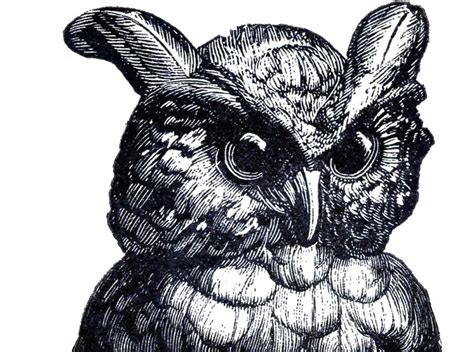 30 Vintage Owl Clipart Graphics Fairy Clip Art Vintage Halloween
