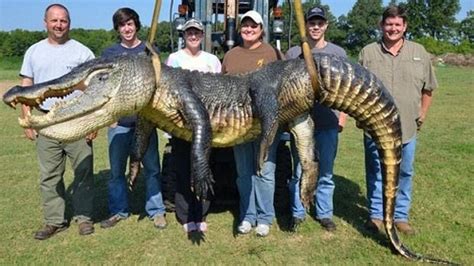 Checkout This Massive Alligator Caught In America Photos Kanyi