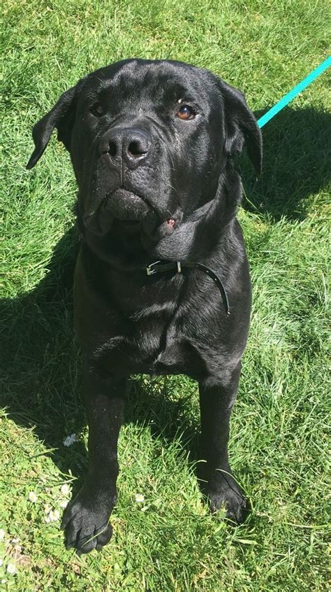 Akc semper fi/greco english mastiff pups 779.21 miles. Mastiff dog for Adoption in Rohnert Park, CA. ADN-565868 ...