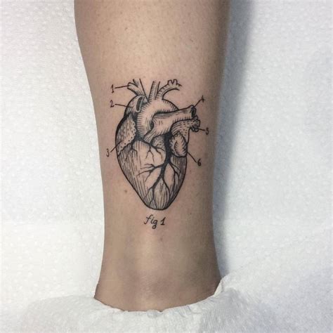 Anatomically Correct Heart Line Art Real Heart Tattoo