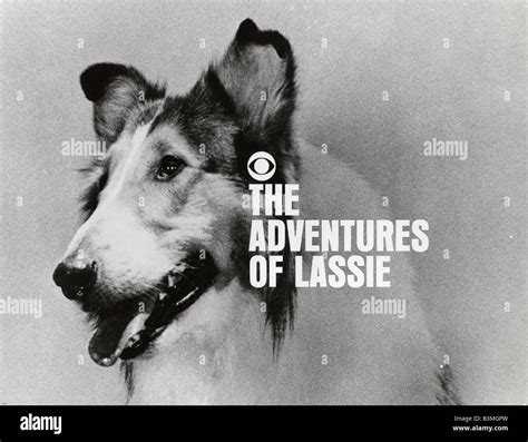 The Adventures Of Lassie Title Screen Of Us Tv Series Stock Photo Alamy
