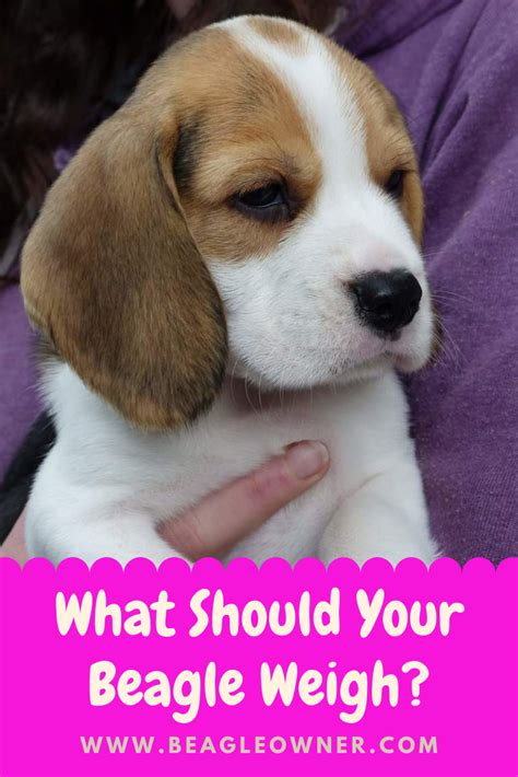 Check The Weight Of Your Beagle Weight Chart Weight Chart Beagle