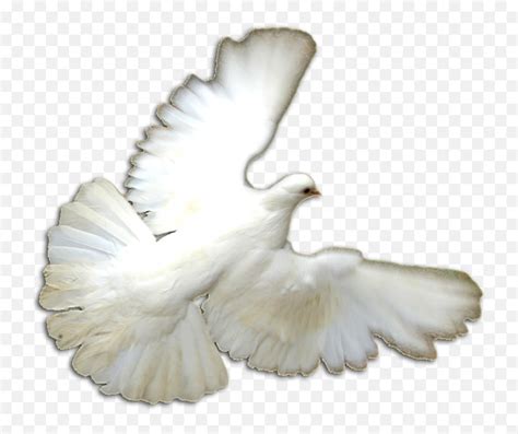 Download White Doves Png Pigeons And Doves Full Size Png Portable