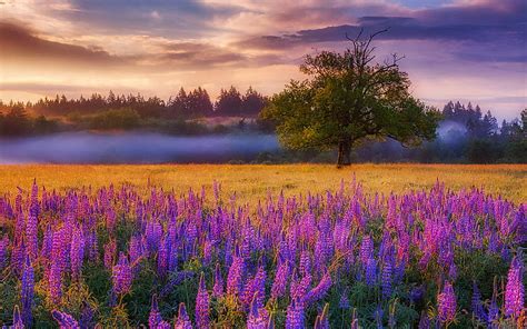 Lupine Sunset Blossoms Trees Clouds Colors Landscape Sky Hd