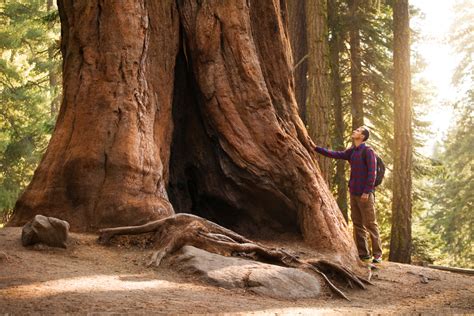 The Largest Privately Owned Sequoia Grove Purchased By Environmental