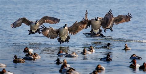 Wallpaper Redhead River Wildlife Duck Geese Maryland Ducks