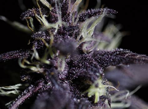 Galería De Variedades Dark Purple Auto Delicious Seeds Pic