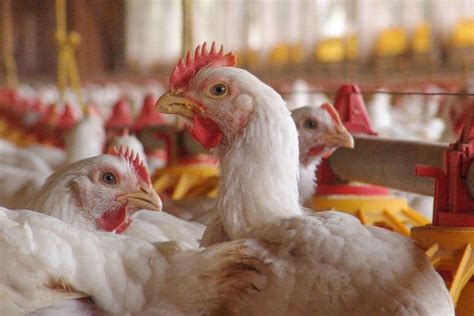 Bird Flu How Critical Is The Latest Outbreak Symptoms And More
