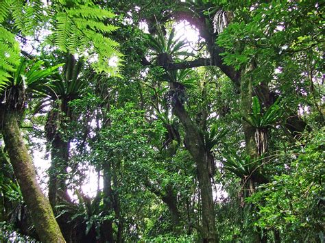 It does not take into account the dynamic nature of the forest, which is ever changing, and mainly only. Canopy: Canopy Layer