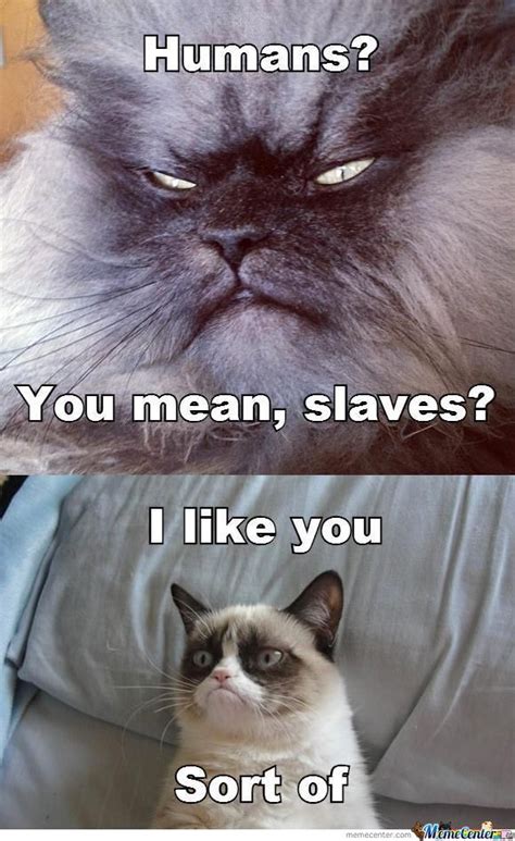 Evil Cat Memes Image Memes At