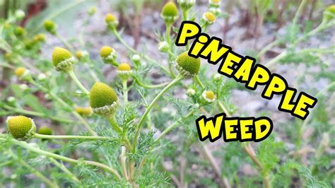 Pineappleweed Or Pineapple Weed Identification And Medicinal Uses