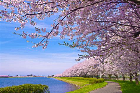 日本の風景 水辺の桜並木 壁紙1920x1280 壁紙館