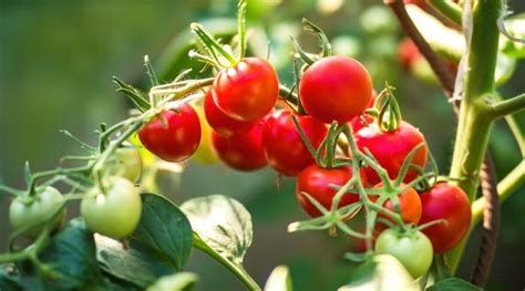 21 Small Tomato Varieties For Your Vegetable Garden