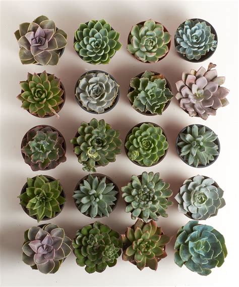 4 Inch Rosette Succulent Collection Succulent Pots Planting