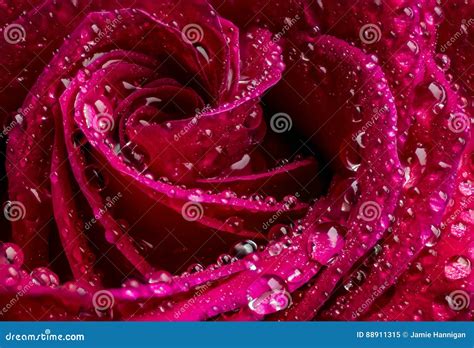 Macro Red Rose With Water Droplets Stock Image Image Of Closeup