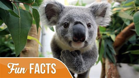 10 Fun Facts About Koalas Youtube