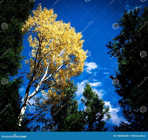 Autumn Trees On Rocky Mountains In Colorado Stock Photo Image Of