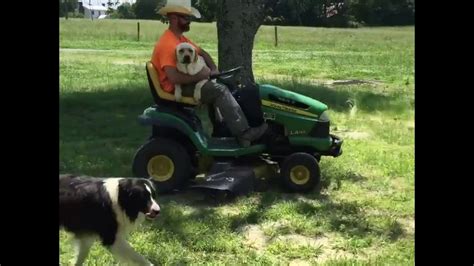 Dog Rides On Lawn Mower Youtube
