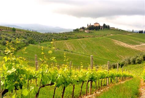 Organic Vineyards In Tuscany Italy Stock Image Image Of Florence