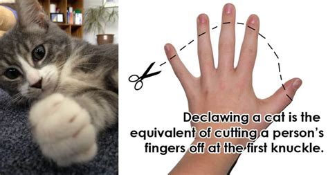 Can Dogs Be Declawed Like Cats