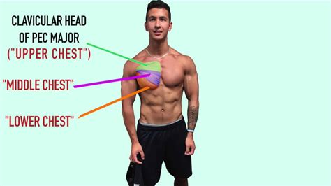 Chest Workout Anatomy