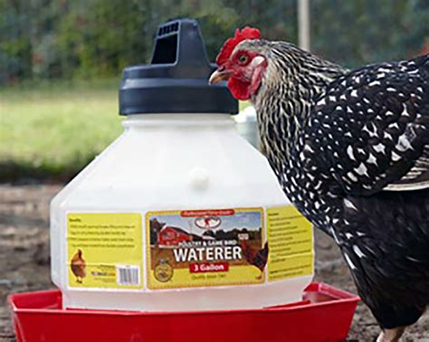 Best Heated Chicken Waterers Chicken Farmers Union