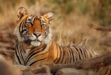 India Tiger Direct Naturetrek