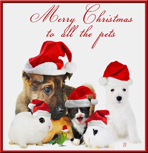 Merry Christmas To All The Pets Pictures Photos And Images For