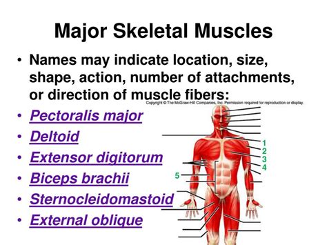 Posterior Skeletal Muscle Diagram