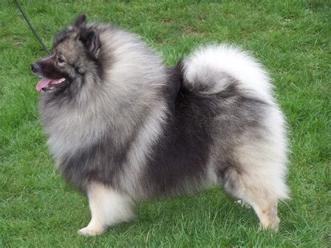Keeshond Puppies Puppy Dog Gallery