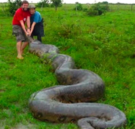 Why It Is Not Easy To Drag Anaconda With Weight Of 150 Kgs Snake