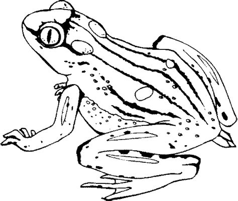 Frog Coloring Pages Outline Drawing Tree Coqui Realistic Cute Frogs