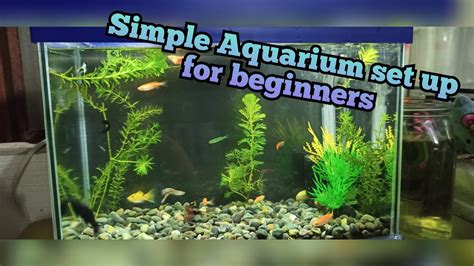 Simple Aquarium Set Up For Beginners Youtube